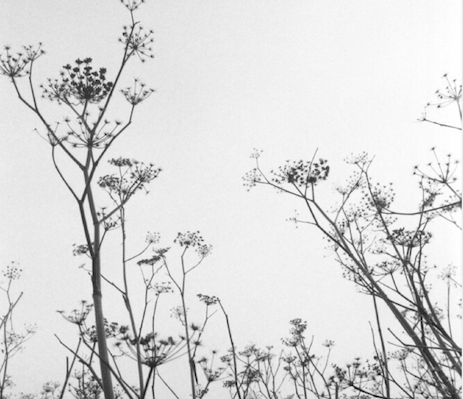 Wild Fennel continued to bloom through October around my coastal San Francisco neighborhood