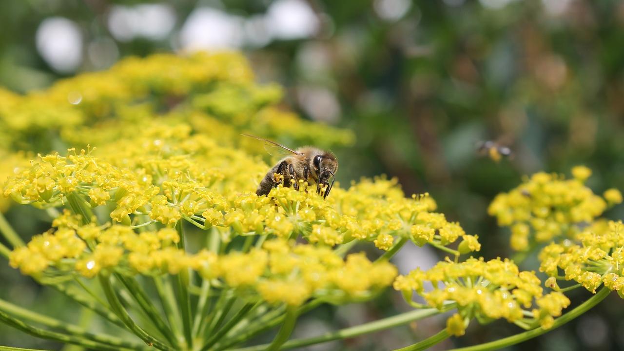 Honey bee on fennel flower