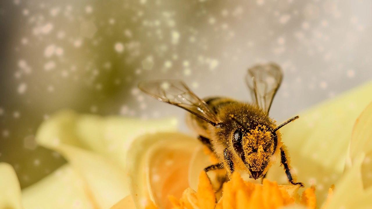 Image by Myriam Zilles from Pixabay Bee on a flower covered in pollen.