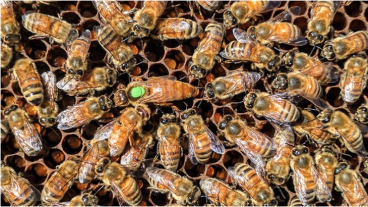 A cluster of bees