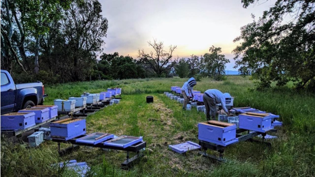A field full of hive boxes arranged in a circle. Photo from registration site, all rights reserved to the owner.