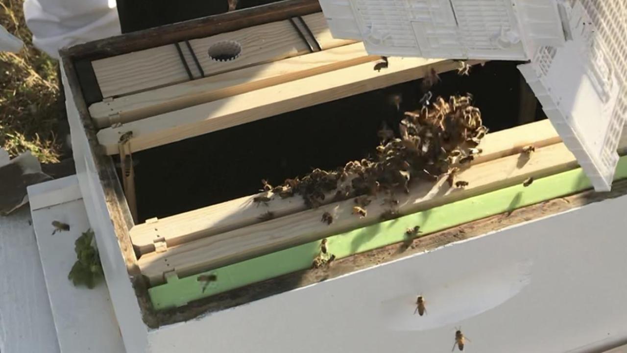 Transferring bees from bee package to Langstroth hive.