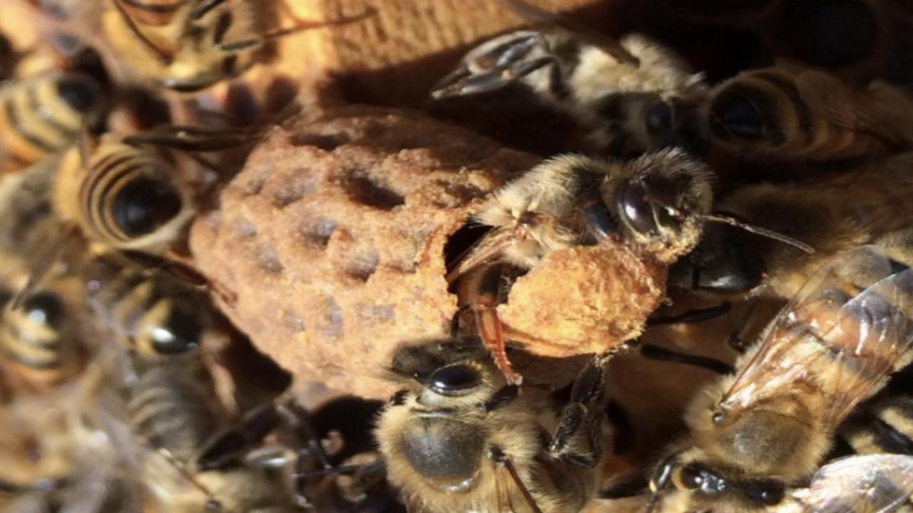 Queen Emerging