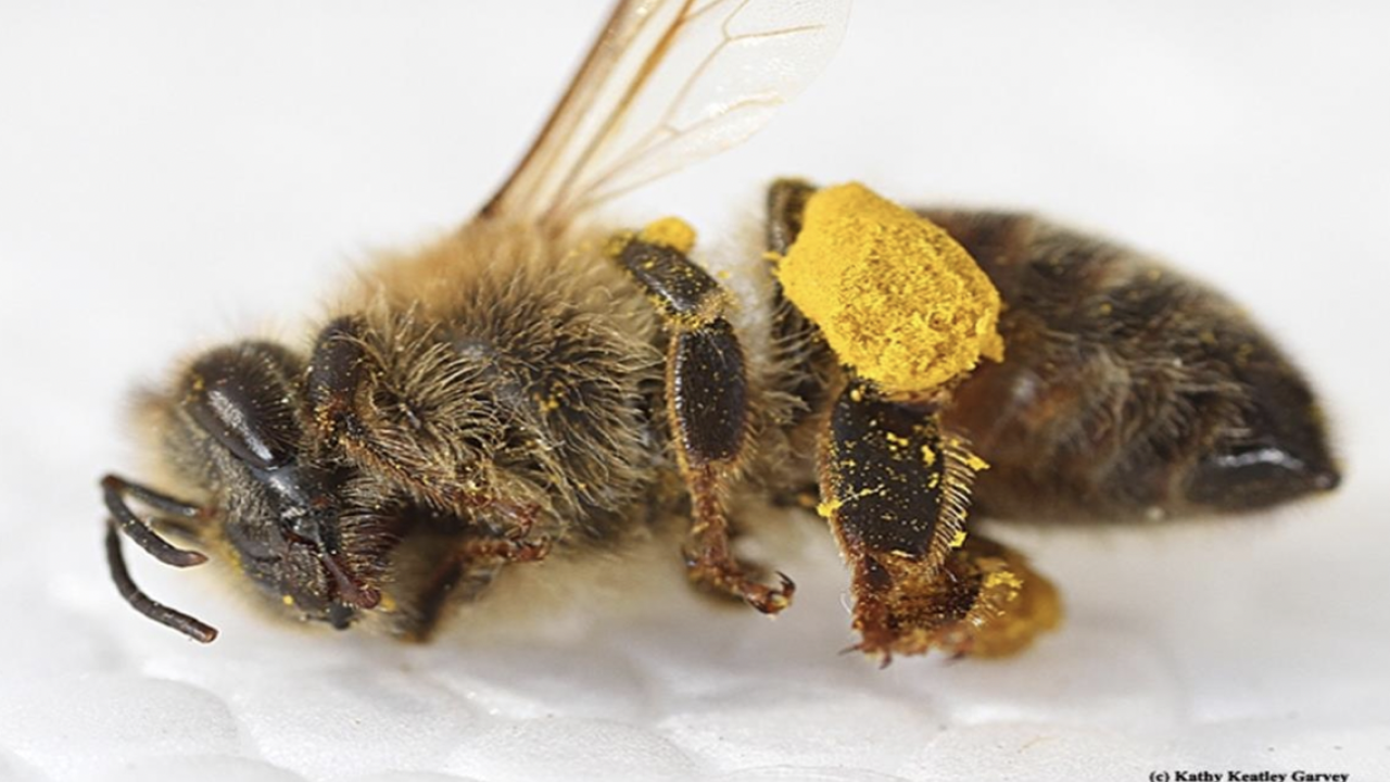 bee