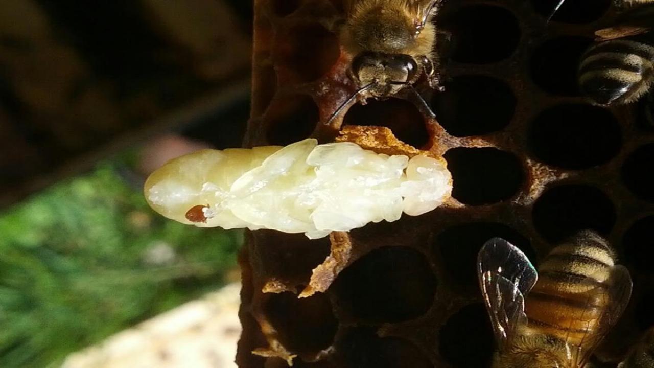 Varroa Mite