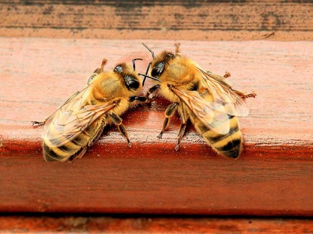 Two bees on a landing board