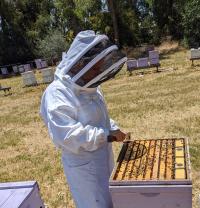 Beekeeper inspecting a hive