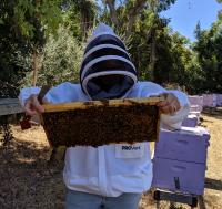 Beekeeper looking at frame of bees