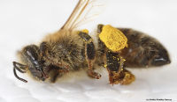 bee with pollen