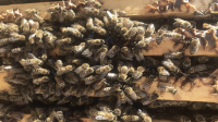 bees on frames