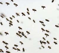 Bees flying