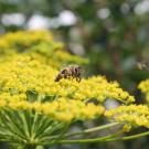 Honey bee on fennel flower