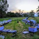 A field full of hive boxes arranged in a circle. Photo from registration site, all rights reserved to the owner.