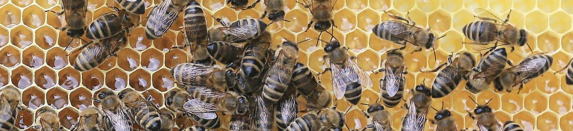 A large gathering of bees on a honeycomb