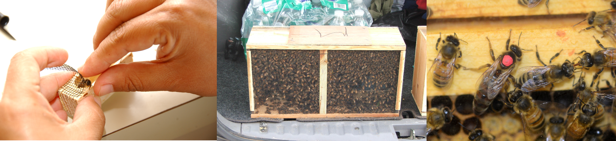 Queen cage, bee package, marked queen