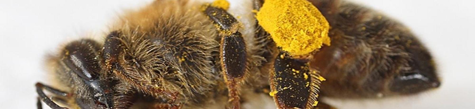 Dead honey bee with corbicula full of pollen