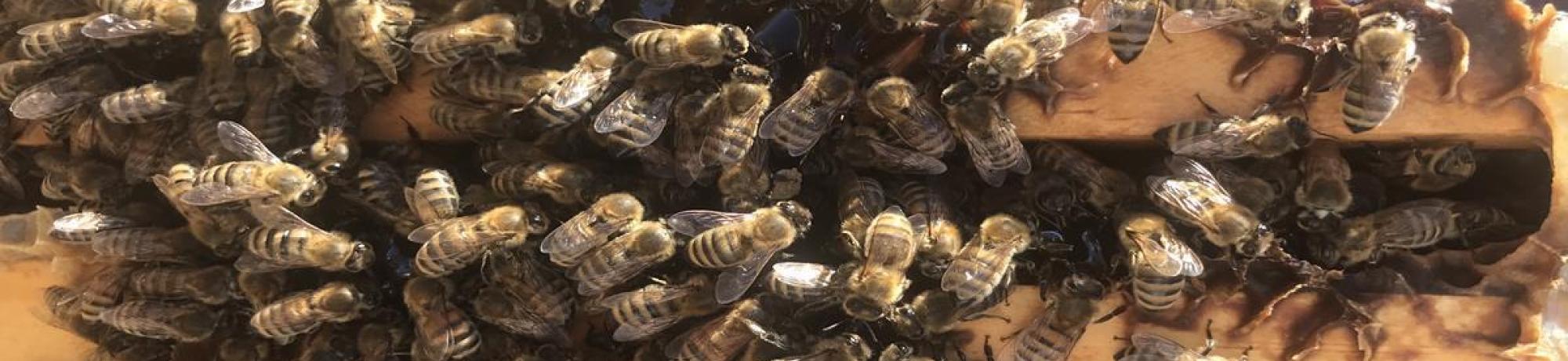 Honey bees on tops of frames