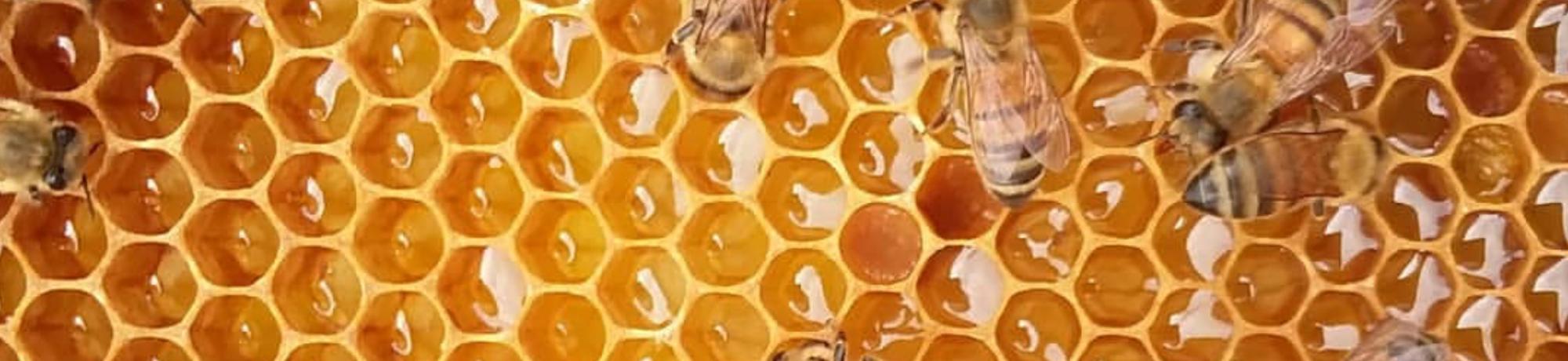 Bees on cells of honey