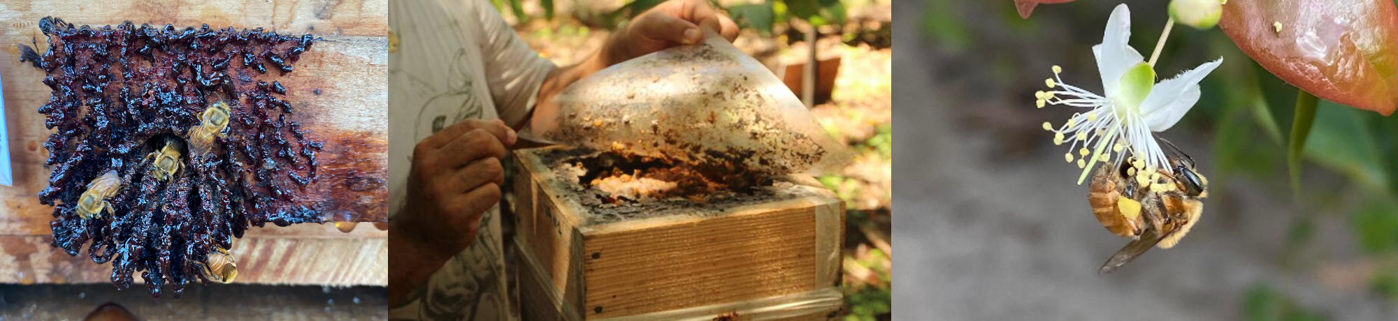 meliponini bees