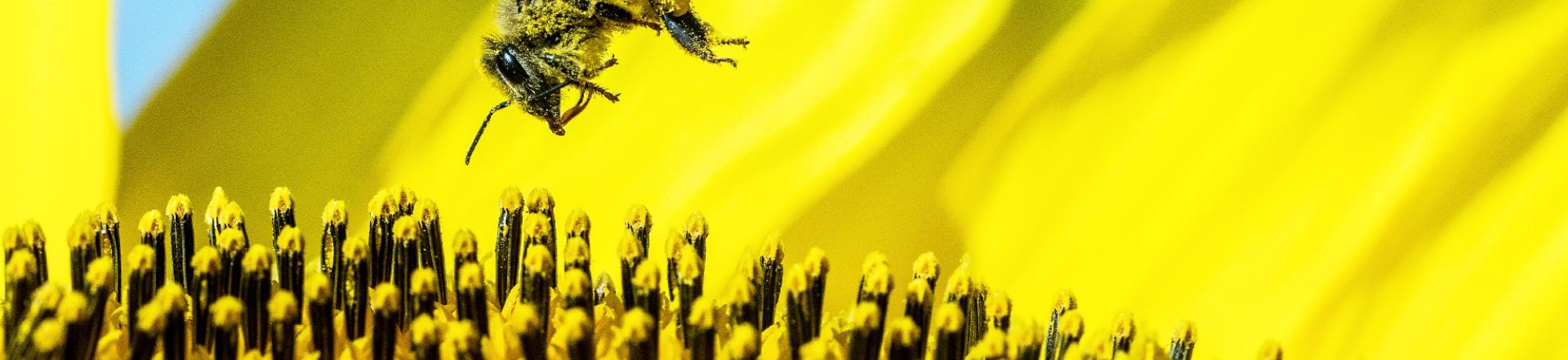 Honey bee flying into sunflower