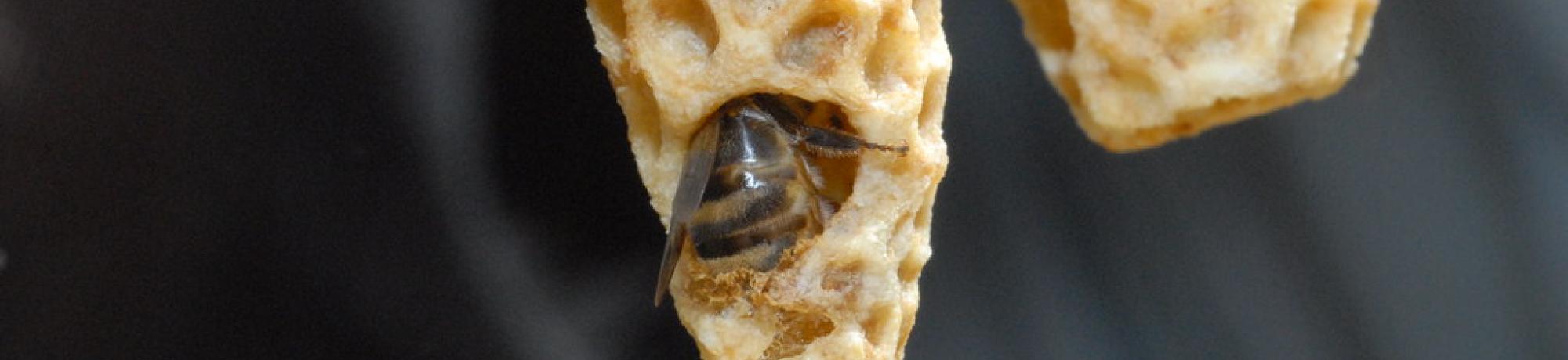 queen emerging from queen cell