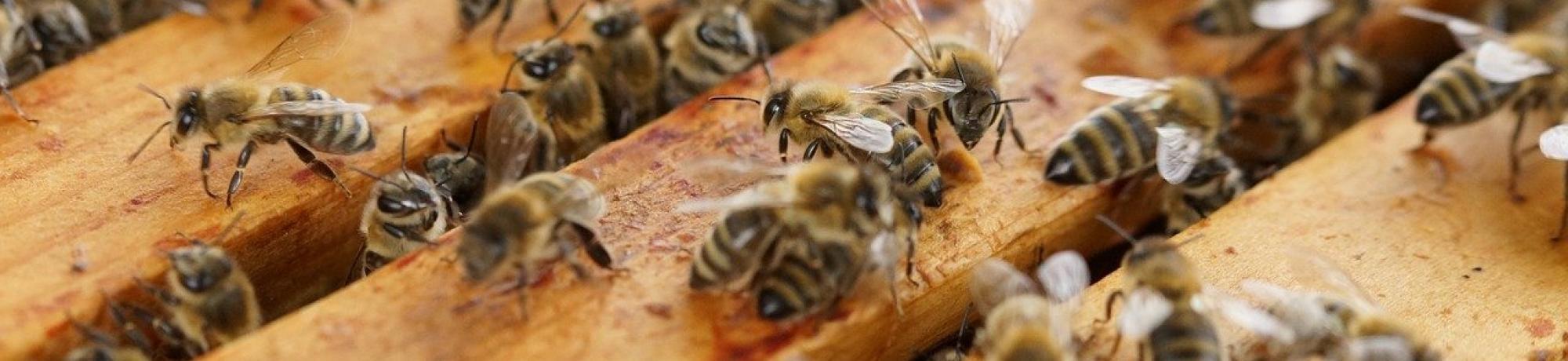 Bees outside edge of frames